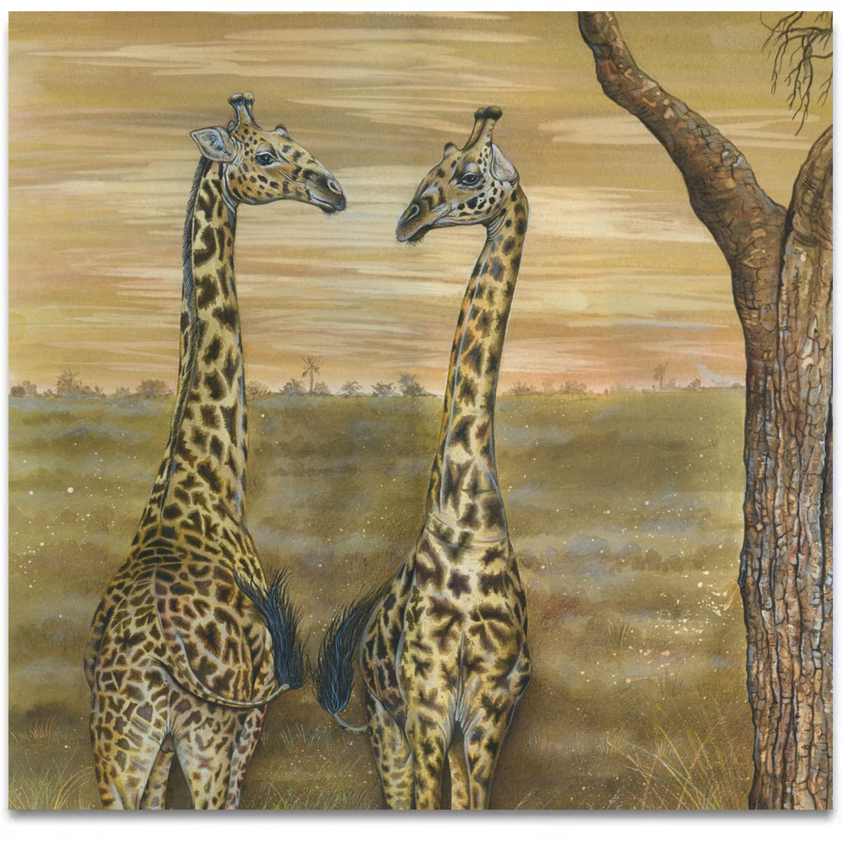 giraffes