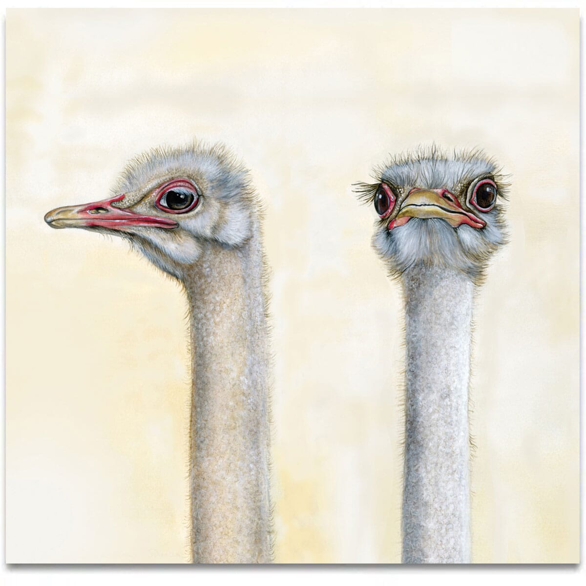 the-guardian-ostriches-low
