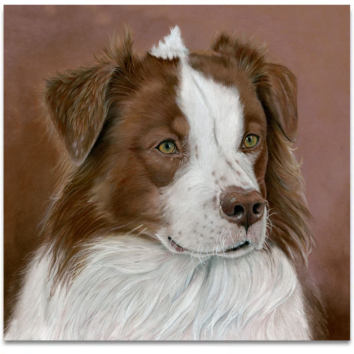 australian-shepherd