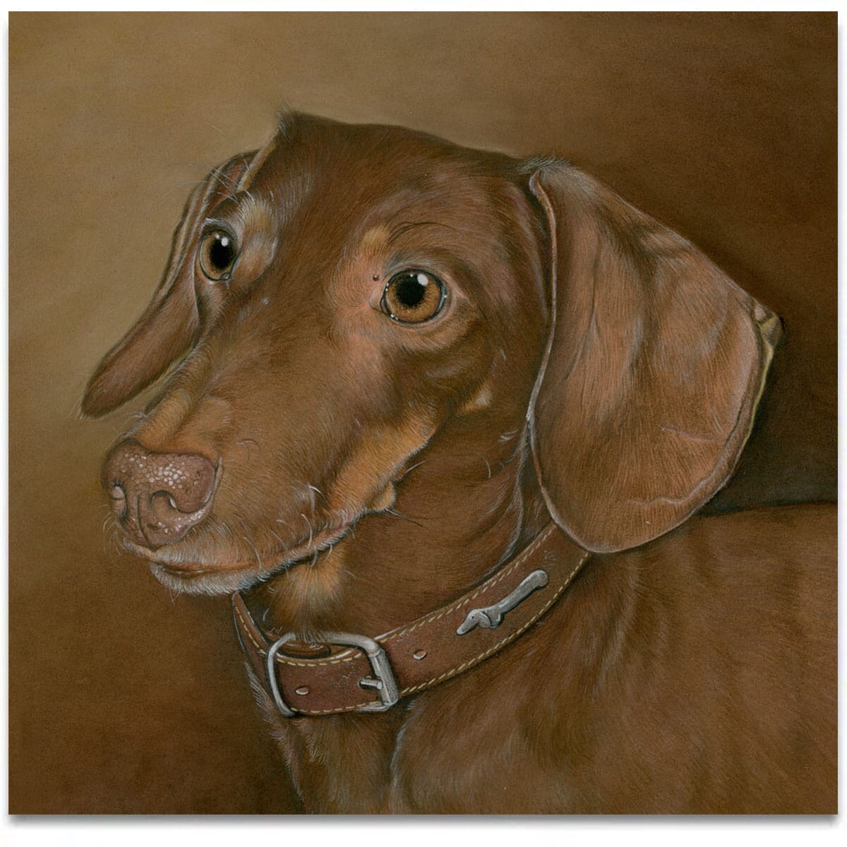 dachshund