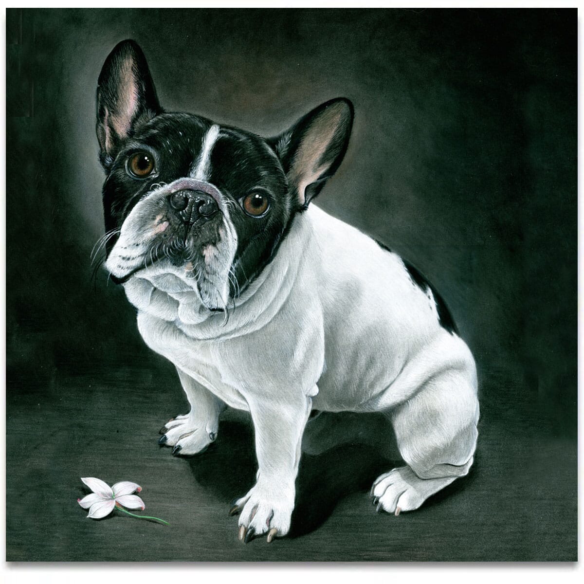 french-bulldog