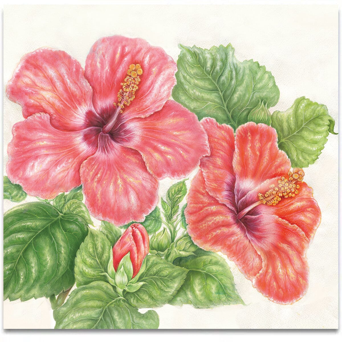 hibiscus-flowers-low