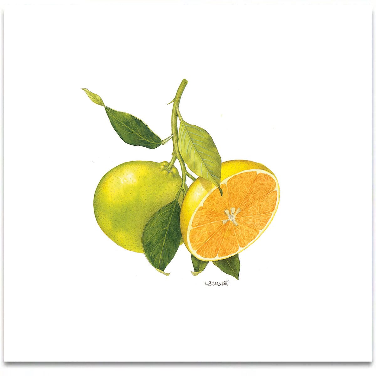 mapo-frutto-foglia-agrumi