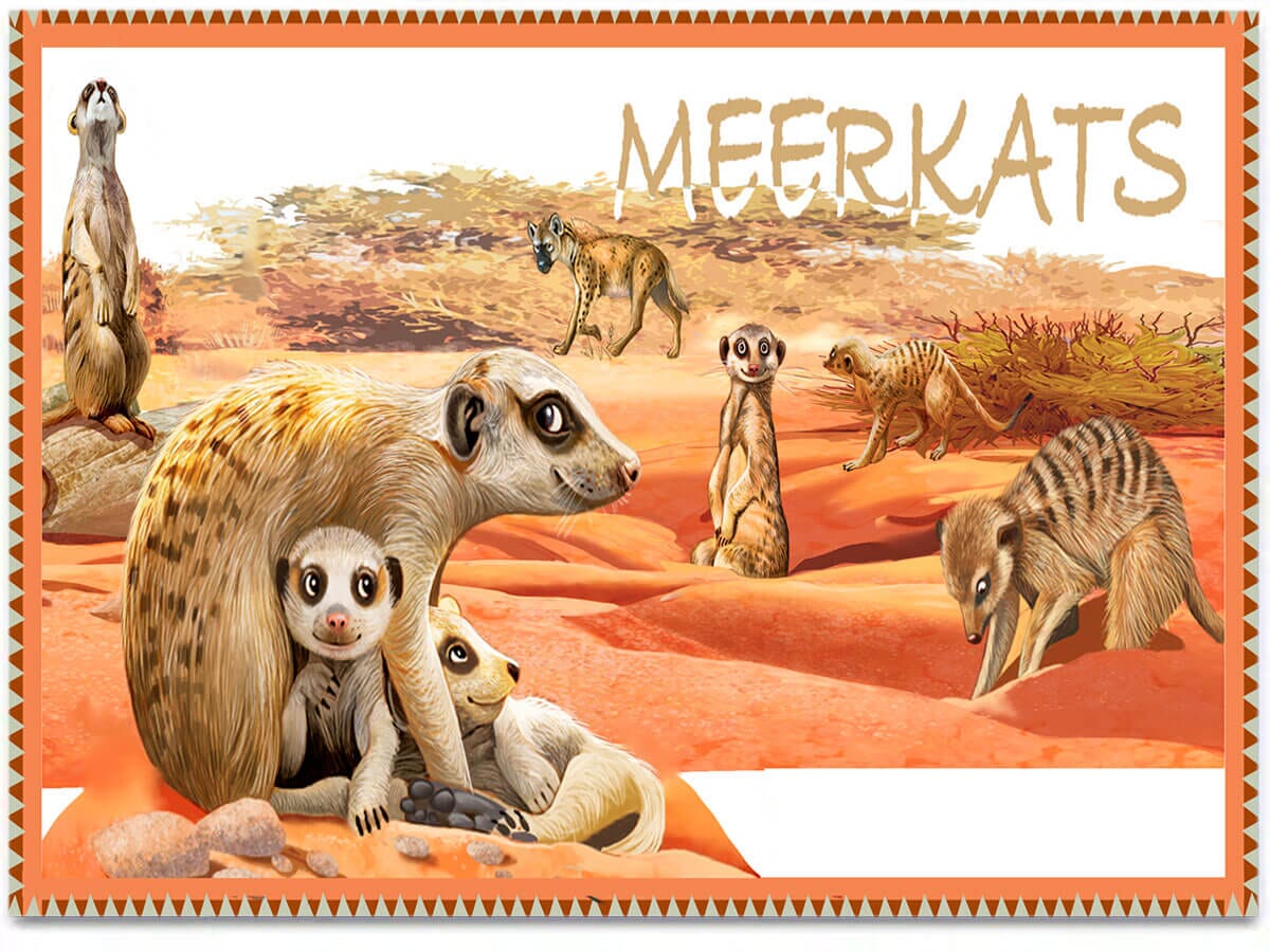 meerkats