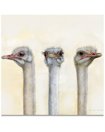 The  Guardian Ostriches